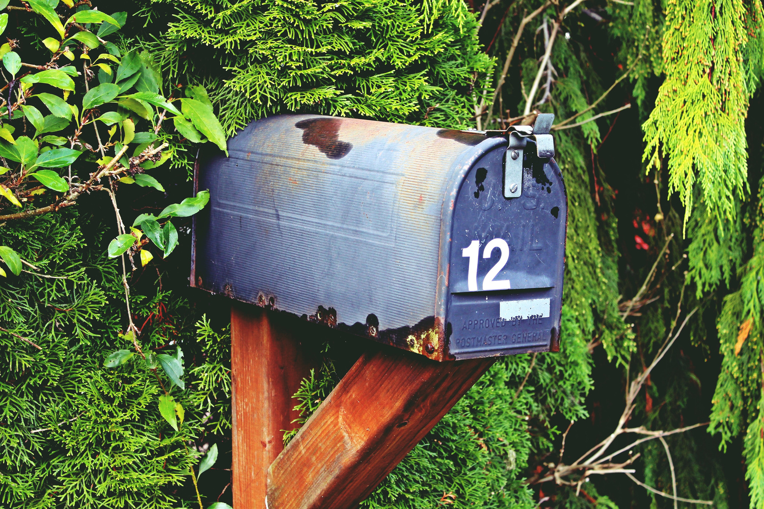 Weathered Mailbox in the Shrubs